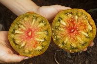 Fleischtomate 