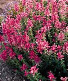 Salvia viridis "Pink Sunday" - Buntschopfsalbei