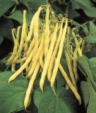 Wachs-Buschbohne "Golden Teepee" - Phaseolus vulgaris var. nanus