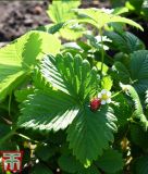 Wald-Erdbeere "Woodland" - Fragaria vesca var. vesca