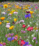 Blumenmischung "LaFleur petit" - Der Bodendecker