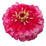 Zinnia elegans 