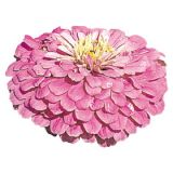 Zinnia elegans 