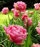Geflltblhende spte Tulpe Aveyron