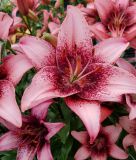 Lilium Asiatische Hybride "Purple Dream"
