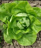 Winter-Kopfsalat 