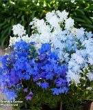 Delphinium grandiflorum "Hunky Dory F1 Mix" - Zwerg-Rittersporn