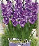 Zwerg-Gladiole "Gladdies Kim"