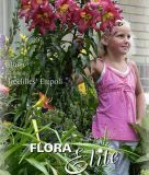 Lilium "Empoli" - Baumlilie