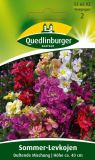 Matthiola incana "Duftende Mischung" - Levkoje