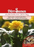 Tagetes patula "Yellow Boy" - Studentenblume
