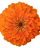 Zinnia elegans 