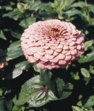 Zinnia elegans "Benarys Riesen Rosa" - Dahlienbltige Zinnie