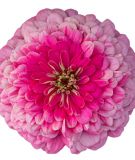 Zinnia elegans 