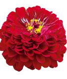 Zinnia elegans 