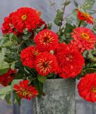 Zinnia elegans "Benarys Riesen Scharlach" - Dahlienbltige Zinnie