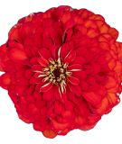 Zinnia elegans 