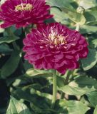 Zinnia elegans "Benarys Riesen Violett" - Dahlienbltige Zinnie