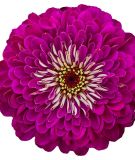 Zinnia elegans 
