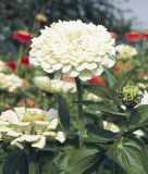 Zinnia elegans "Benarys Riesen Wei" - Dahlienbltige Zinnie