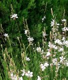 Gaura lindheimeri "The Bride" - Prachtkerze