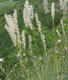 Melica ciliata - Wimper-Perlgras