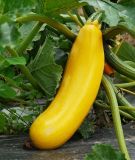 Zucchini "Soleil F1" - Cucurbita pepo