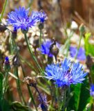 Centaurea cyanus "Wildform" - Wilde Kornblume