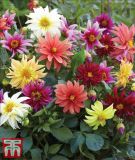 Dahlia variabilis "Starlight Mischung" - Dahlie