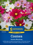 Cosmos bipinnatus "Sonata Mischung" - Schuckkrbchen