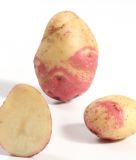 Pflanzkartoffel "King Edward" (Bio-Qualit�t)