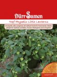 Andenbeere "Little Lanterns" - Physalis peruviana edulis