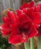 Hippeastrum - Amaryllis "Amorita Danu Peru" (Zimmerpflanze)