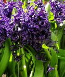 Hyacinthus orientalis "Blue Pearl"