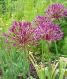Allium "Purple Rain" - Zierlauch