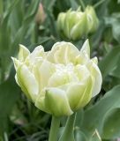 Geflltblhende frhe Tulpe Northcap