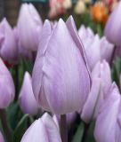 Triumph-Tulpe Silver Cloud