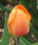 Darwin-Hybrid-Tulpe Lighting Sun