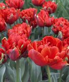 Geflltblhende spte Tulpe Red Princess