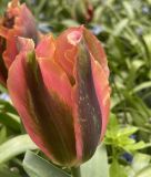 Tulipa viridiflora Artist