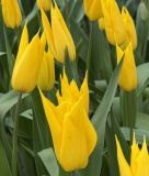 Lilienbltige Tulpe La Perla