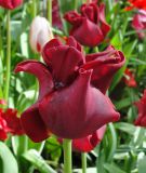 Coronet-Tulpe Red Dress