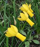 Narcissus cyclamineus "Rapture" - Alpenveilchen-Narzisse