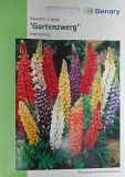 Lupinus polyphyllus "Gartenzwerg�" - Staudenlupine