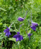 Consolida regalis - Ackerrittersporn, Feldrittersporn