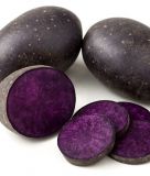 Pflanzkartoffel "Purple Rain" (Bio-Qualit�t)