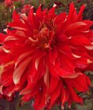 Riesenblumige Dahlie 