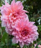 Riesenblumige Dahlie 