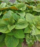 Koreanische Perilla (Shiso) - Perilla frustescens (Bio-Samen)