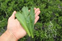 Mexikanischer Koriander - Eryngium foetidum (Bio-Samen)